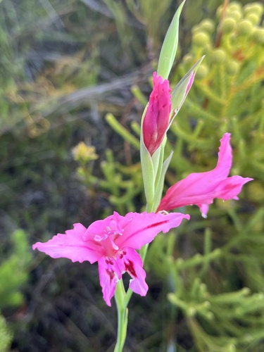 Curly Glad (Gladiolus crispulatus)