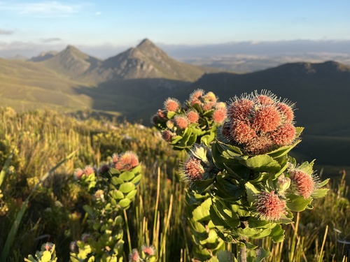Riversdale Pincushion (Leucospermum winteri)
