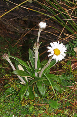 Celmisia spectabilis