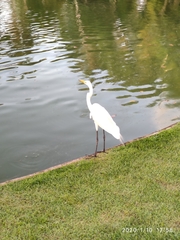 Ardea alba