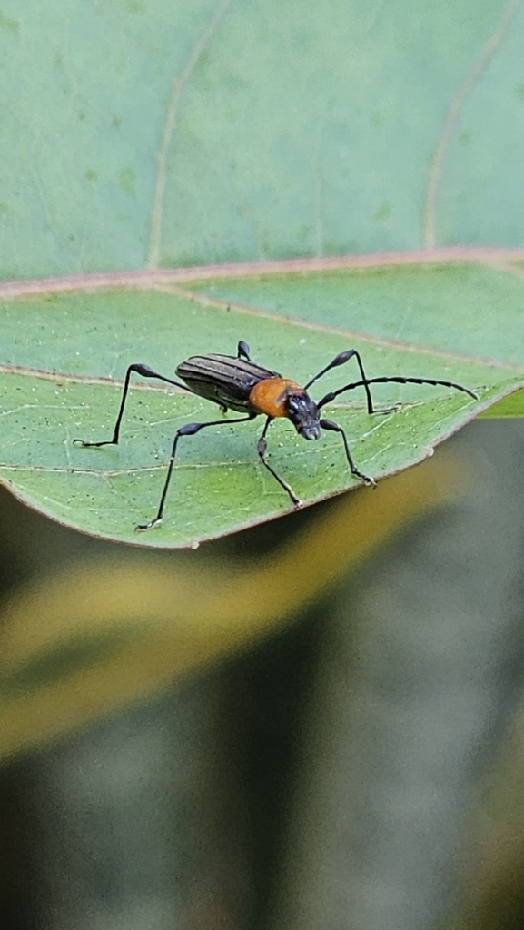 Dihammaphora chontalensis