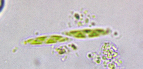 Spirotaenia minuta