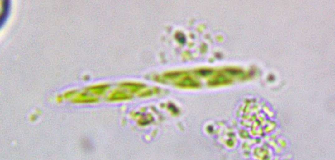 Spirotaenia minuta