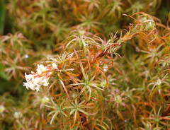 Dracophyllum recurvum