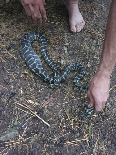 Coastal Carpet Python sighting