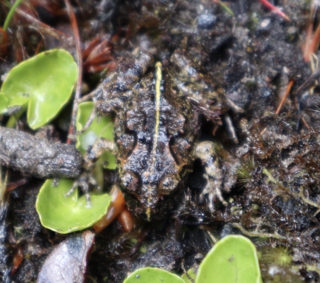 Eupsophus emiliopugini Formas, 1989