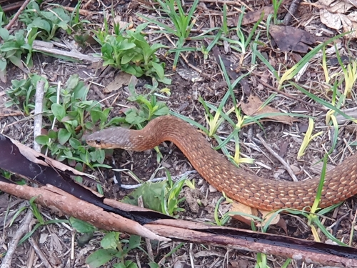 Common keelback sighting