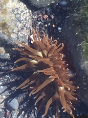 Anemonia sargassensis
