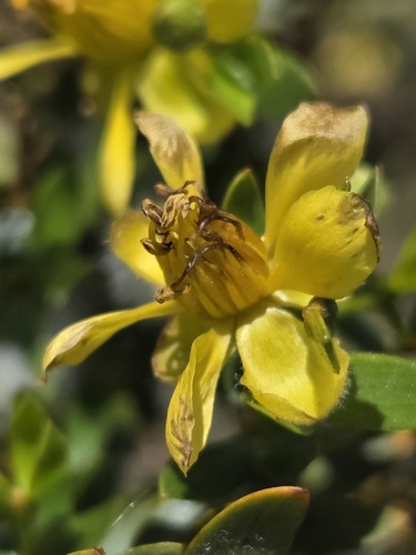 Larrea divaricata