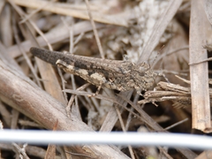 Austroicetes