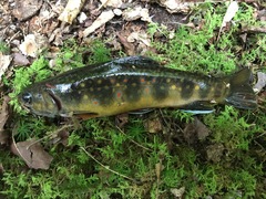 Salvelinus fontinalis fontinalis