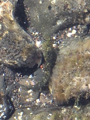 Parablennius parvicornis