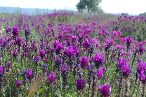 saintfoin milk vetch