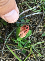 Colus hirudinosus