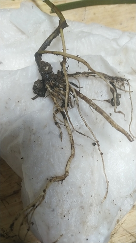Louseworts