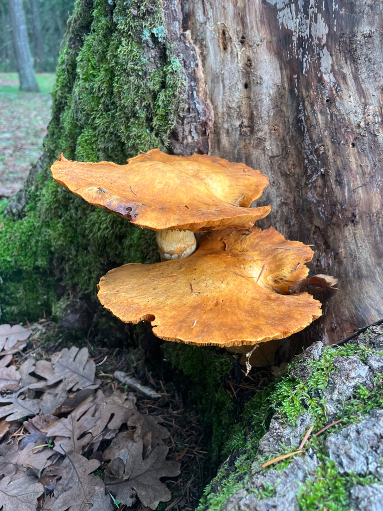 Gymnopilus ventricosus · December 2025 · photo: © delognut (iNaturalist, cc-by)