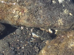 Mauligobius maderensis