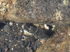 Mauligobius maderensis