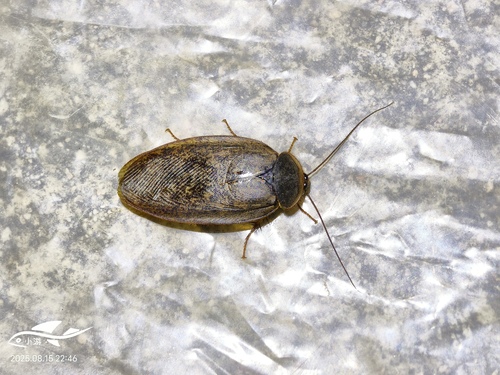Chinese Medicinal Cockroach