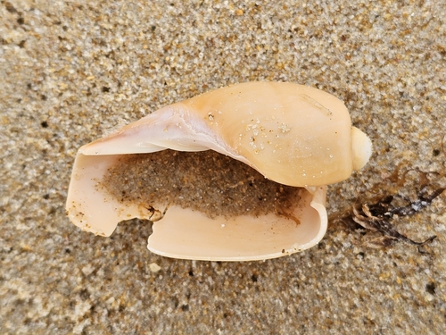 Algarve volute