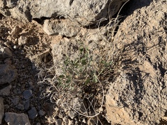 Acleisanthes