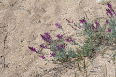 Astragalus varius
