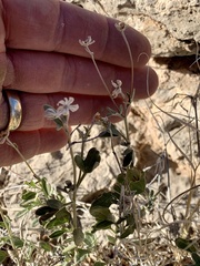Acleisanthes