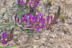Astragalus varius