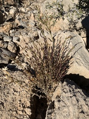 Thamnosma texana