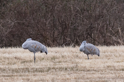 Grulla canadiense (Antigone canadensis)