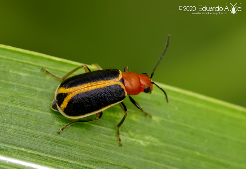 Straggler Daisy Leaf Beetle
