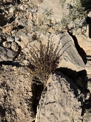 Thamnosma texana