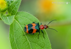 Lebia bitaeniata