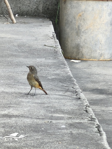 Daurian Redstart