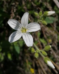 Cerastium pauciflorum