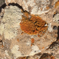 Xanthoria calcicola