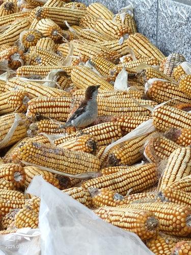 Russet Sparrow