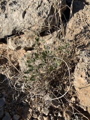 Acleisanthes