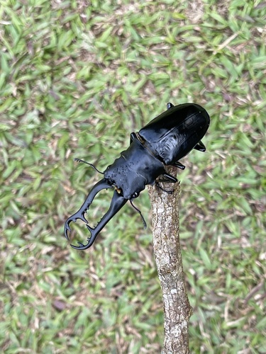 Prosopocoilus girafa girafa