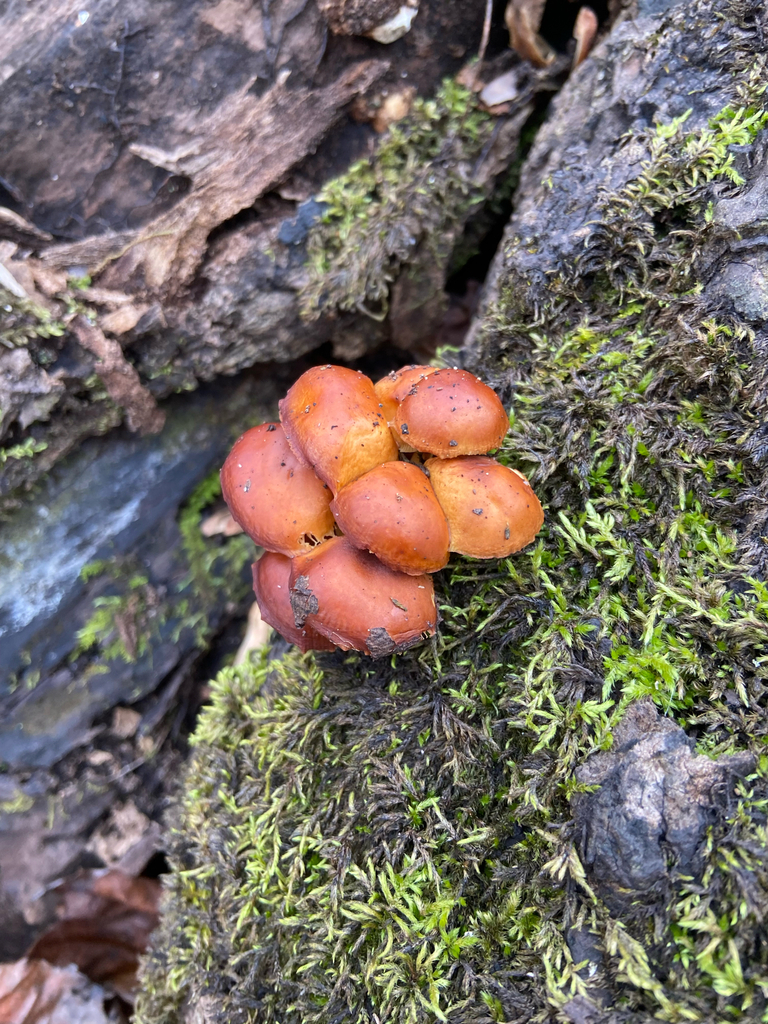 Flammulina velutipes · November 2025 · photo: © puppyy (iNaturalist, cc0)