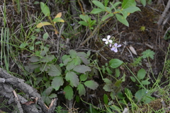 Cardamine macrophylla
