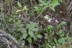 Cardamine macrophylla