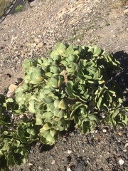 Aeonium lancerottense