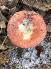 Russula betularum