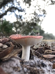 Russula betularum