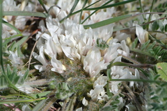 Astragalus dolichophyllus