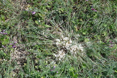 Astragalus dolichophyllus