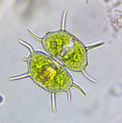 Xanthidium antilopaeum