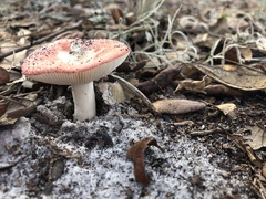 Russula betularum