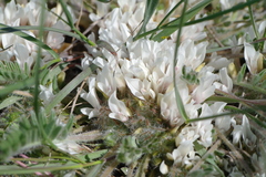 Astragalus dolichophyllus